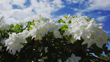 a beautifull day with the image of a tree full of flowers.