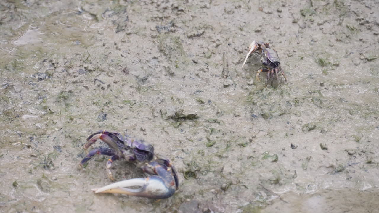 Freshwater crabs eating, close up view