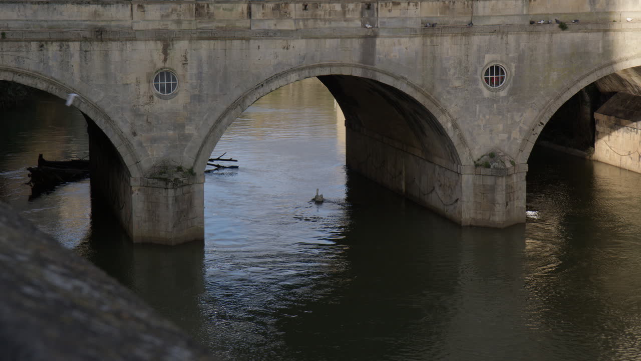 영국 바스 (bath) 의 풀테니 다리 (pulteney bridge) 아래 에 있는 에본 강 (river avon) 에 떠다니는 백조