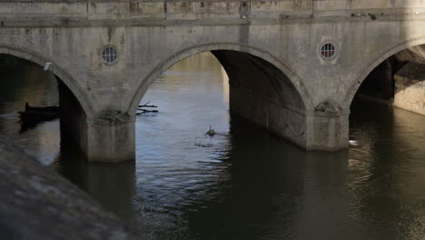 swan floating on river avon under pulteney bridge in bath, england, uk