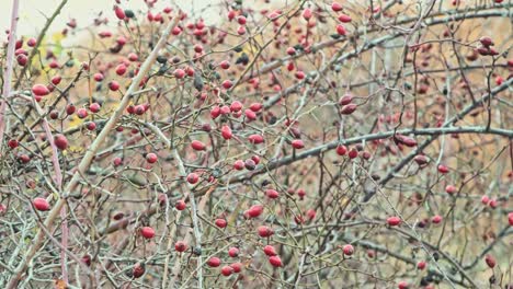 rosehip bush with ripe fruit