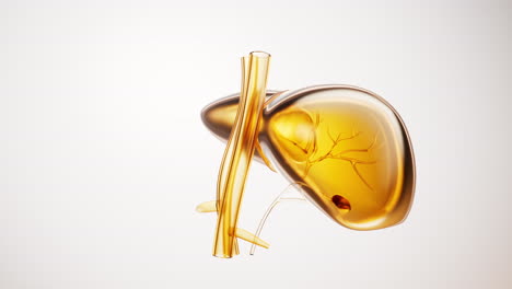 loop rotation of transparent golden liver organ, 3d rendering.