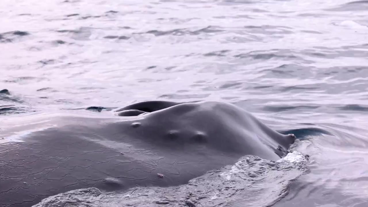 Primo piano al rallentatore dello sfiatatoio di una balena megattera, Antartide.