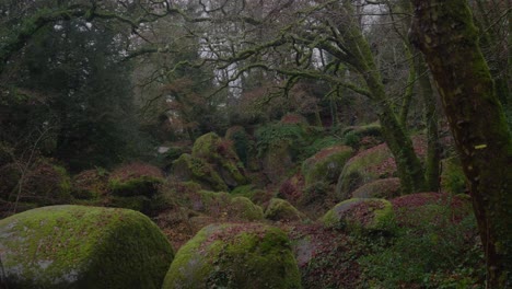 vista cerrada de las rocas cubiertas de musgo verde en un bosque en huelgoat, francia