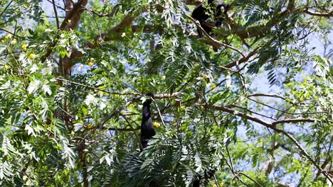 gibbons playfully swinging through lush green trees