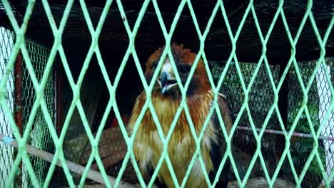 eagle in captivity in a cage - slow motion