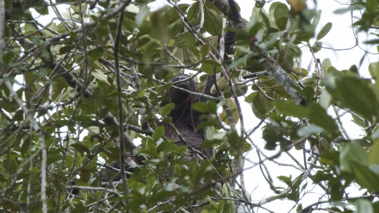 charming sloth hanging hilariously from tree branches, slowly navigating the lush canopy of the Amazon rainforest