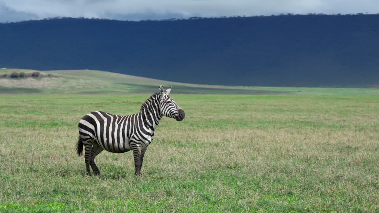Zebra in piedi nella prateria con montagne in lontananza