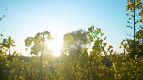 dazzling sunlight behind rapeseed plants on canola field during sunset time