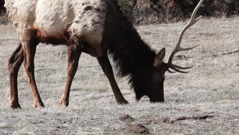 un alce toro pasta cerca de estes park colorado