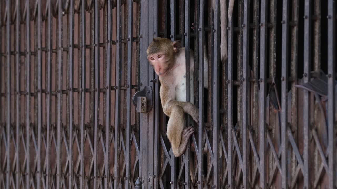 macaco de cola larga, macaca fascicularis, lop buri, tailandia