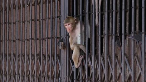 long-tailed macaque, macaca fascicularis, lop buri, thailand