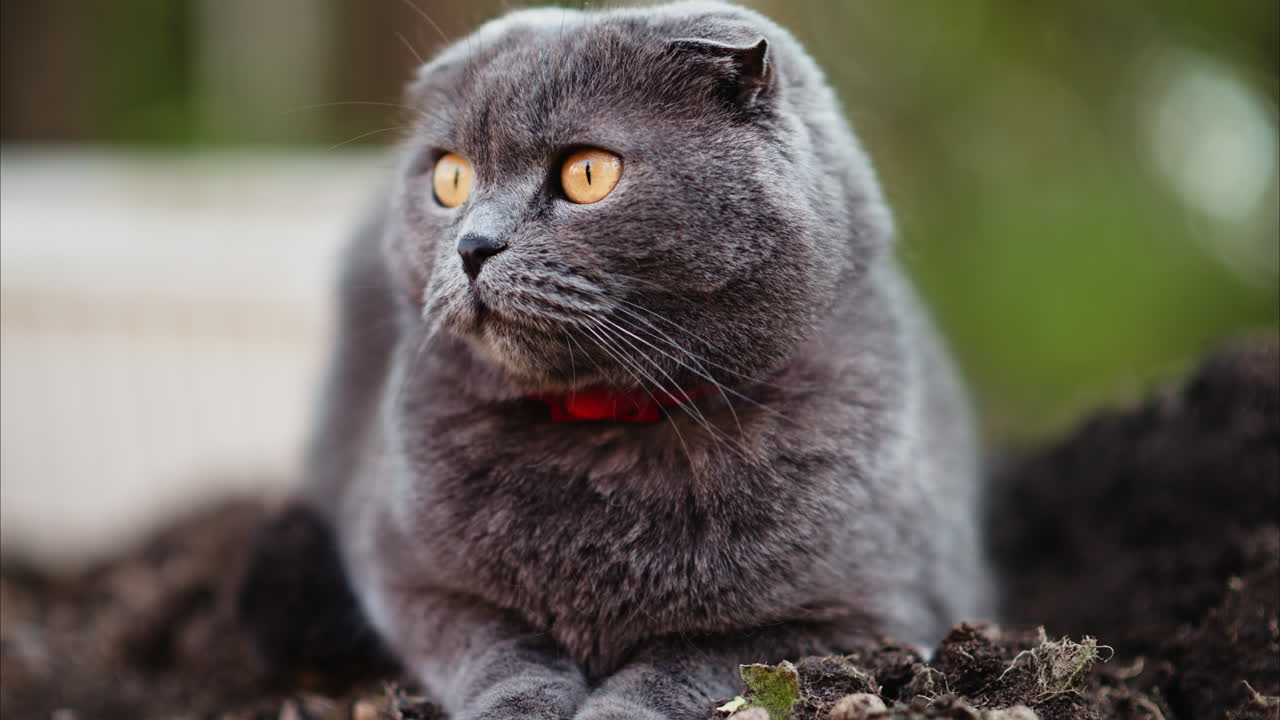 Grey Scottish Fold cat with orange eyes looking around in a garden