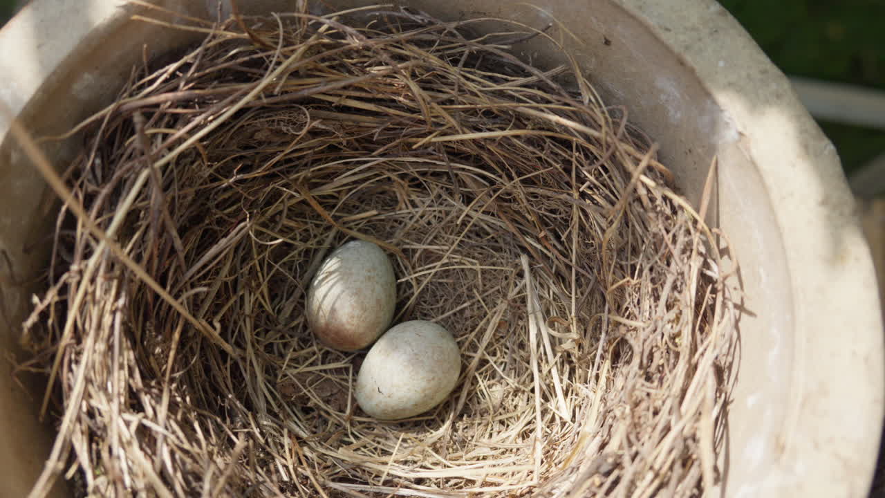 Blackbird's nest with eggs in natural outdoor setting