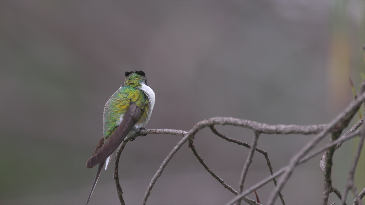 Small White-vented Violetear Hummingbird bird perched preening in tropical cerrado savanna in Brazil