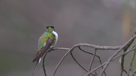 small white-vented violetear hummingbird bird perched preening in tropical cerrado savanna in brazil
