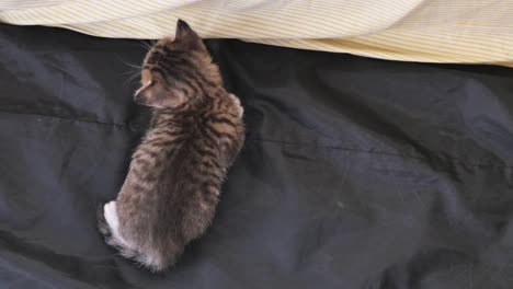 un gatito caminando sobre una tela negra.