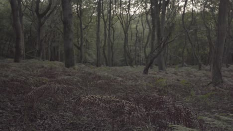 bosque boscoso con camino en north downs, inglaterra - tiro inclinado hacia arriba