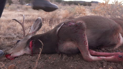 ciervo muerto con la garganta cortada tirado por sus astas en el campo