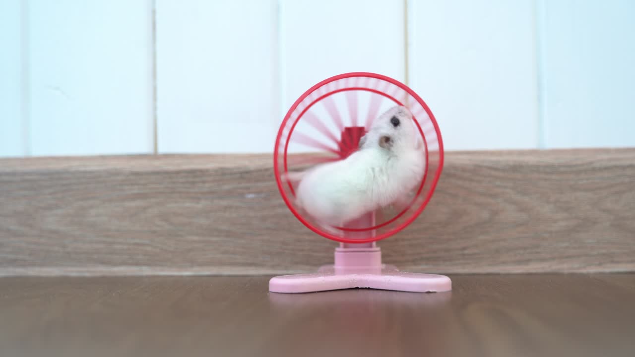 A Dzungarian hamster on a plastic training wheel. A hamster trains on a rotating wheel
