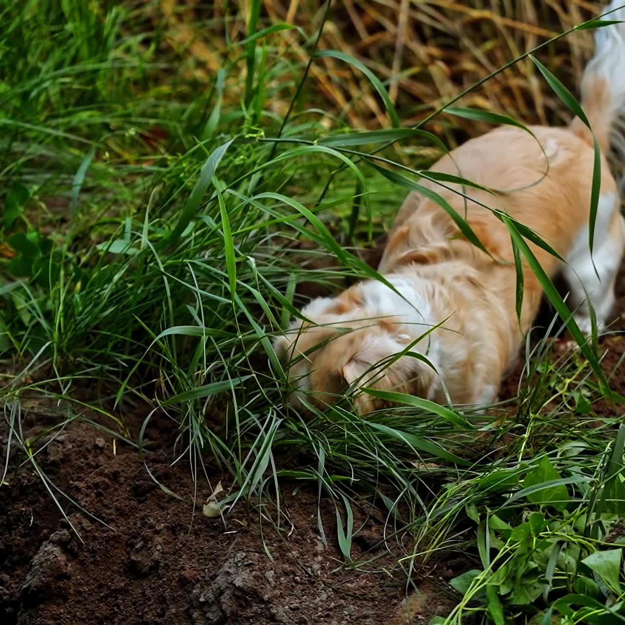 Domestic dog digging soil. Beautiful pet dog on the field. Adorable dachshund playing outdoors. Top view.