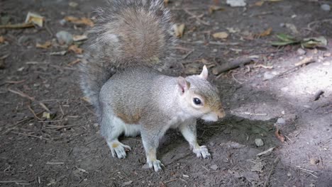 close-up of gray squirrel in park