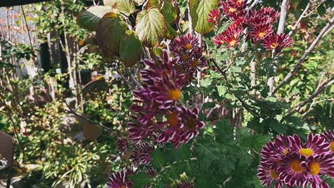 purple and red chrysanthemum flowers in a garden