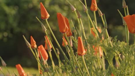 Knospen-Orangefarbener-Kalifornischer-Mohnblumen-Auf-Dem-Feld-An-Einem-Sonnigen-Tag