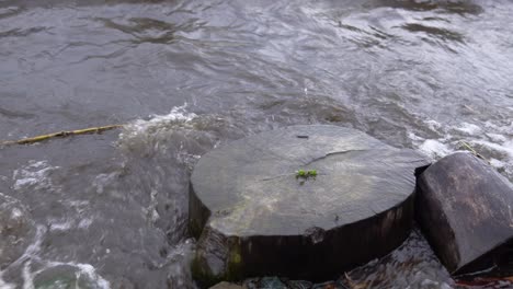 waves wash the old stump on the shore of the reservoir.