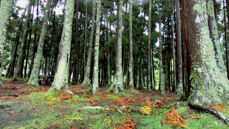 trees of a volcanic forest, inside the caldera of a volcano, by the lagoa das furnas lake on the island of sao miguel of the portuguese azores