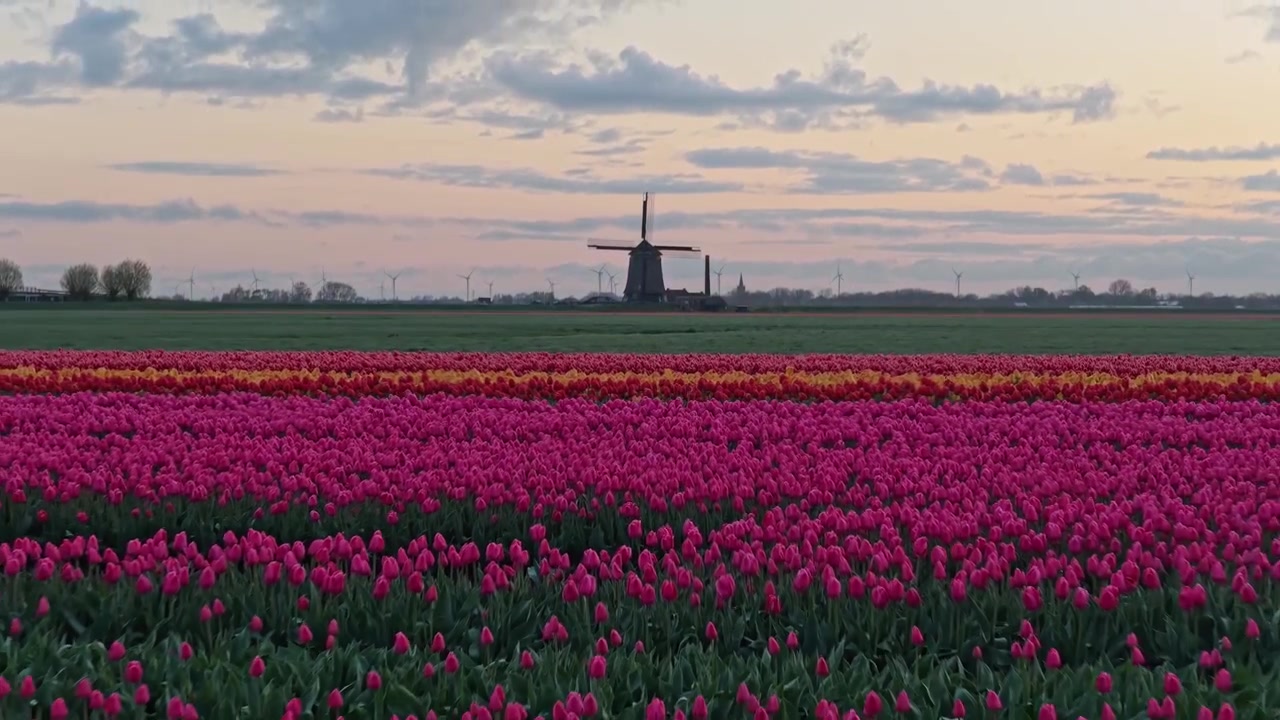 Mulino a vento olandese che si erge su campi di tulipani colorati al tramonto