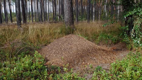 Trupp-Roter-Ameisen,-Die-Tagsüber-Auf-Den-Ameisenhügel-Im-Wald-In-Wdzydze,-Polen,-Stürmen