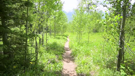 empty hiking trail lined with aspen trees leading to the mountains during the day, static