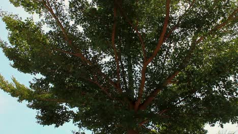 Handheld-tilt-shot-of-a-Madagascar-Almond-Tree,-swaying-with-the-wind-and-sky-background