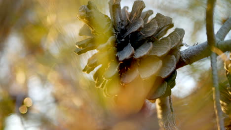 Pinecone-in-tree-branches-with-sunlight-shining-through