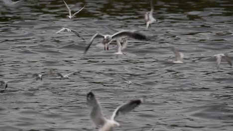 Seeschwalben-Und-Möwen,-Die-Nach-Nahrung-Suchen,-Sind-Wandernde-Seevögel-Nach-Thailand,-Die-Im-Kreis-Herumfliegen-Und-Abwechselnd-Nach-Nahrung-Suchen,-Die-Auf-Dem-Meer-Am-Kai-Des-Bangpu-freizeitzentrums-Schwimmt