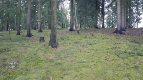 drone flying through the forrest