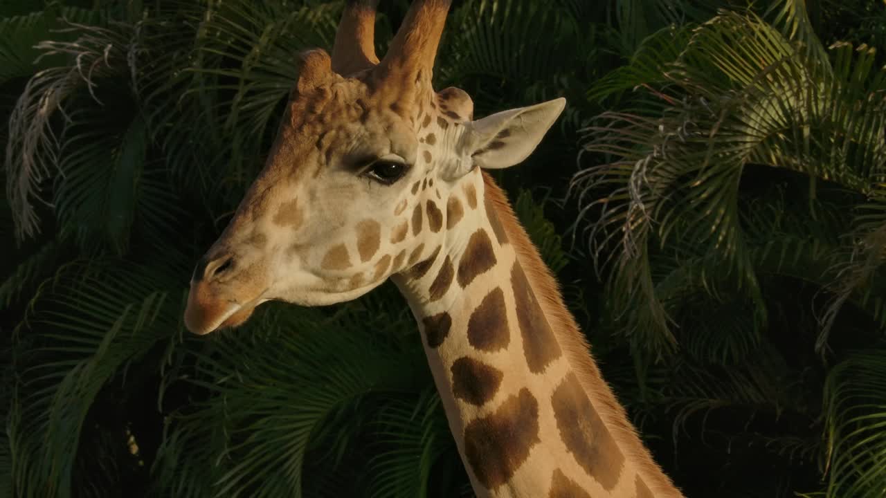 girafa de perto caminhando contra o fundo da selva hora dourada
