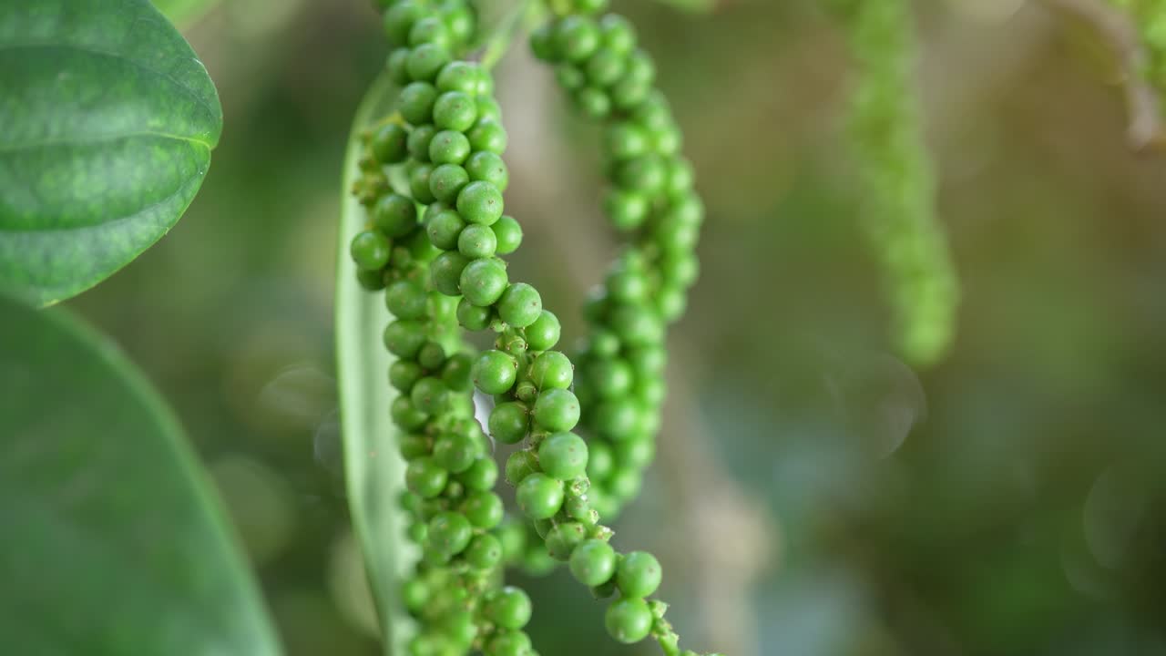 pimienta verde en el jardín del árbol de la pimienta, planta de pimienta negra fresca en el jardin.