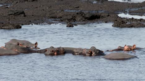 hippo herd cooling down in pond water