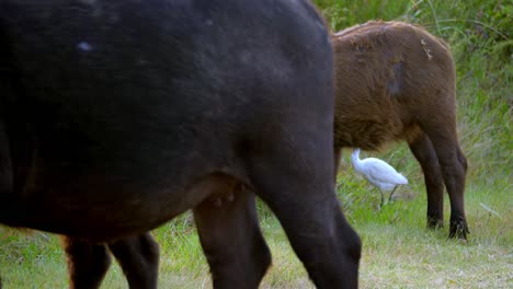 Herd-of-african-buffalos-grazing-through-the-grass-with-their-calf-and-some-egrets-walking-around