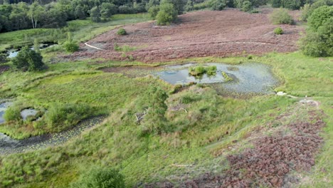 Aerial-view-of-blooming-purple-heathland-with-ponds-and-water-in-Nationalpark-De-Mainweg,-Netherlands---4k-Drone-footage