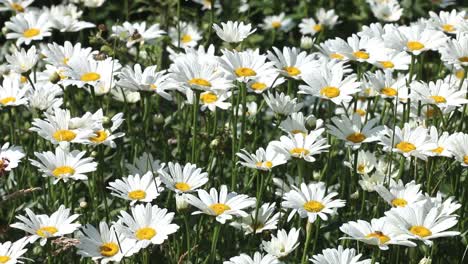 oxeye daisies growing in hedgerow. july. england. uk