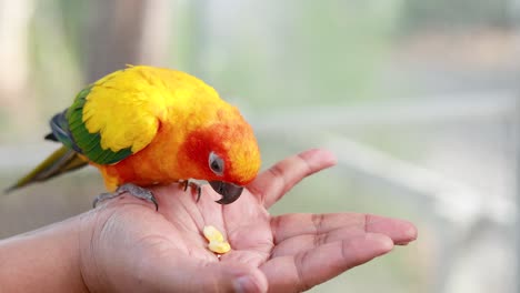 pájaro colorido comiendo de la mano de una persona