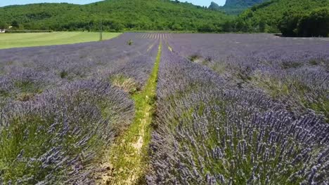 Drone-Disparó-Sobre-Un-Campo-De-Lavanda-En-Provenza,-Francia