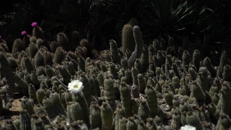 flor blanca en cacerola de cactus a la derecha