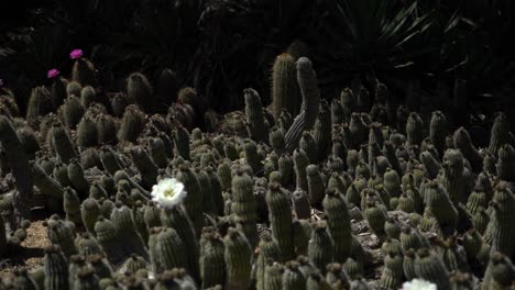 white flower on cactus pan right