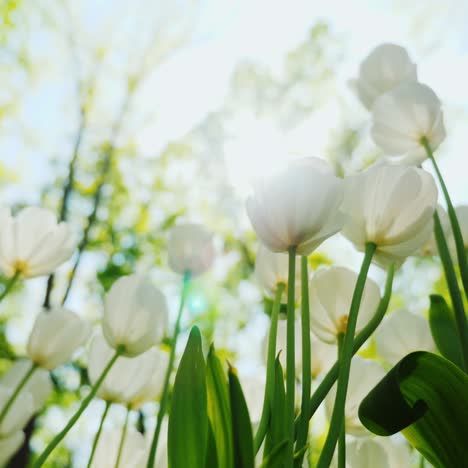 Schöne-Weiße-Tulpen