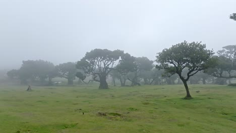 misty landscape with traditional trees in fanal forest, madeira