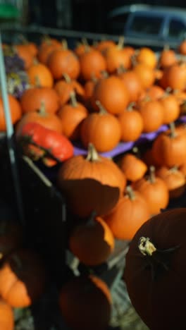 recogiendo calabazas en una granja